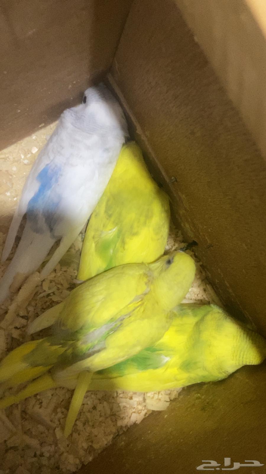 A male Badaji pair with two chicks, health is a condition, the male's type is rare, price 21063382578032131112