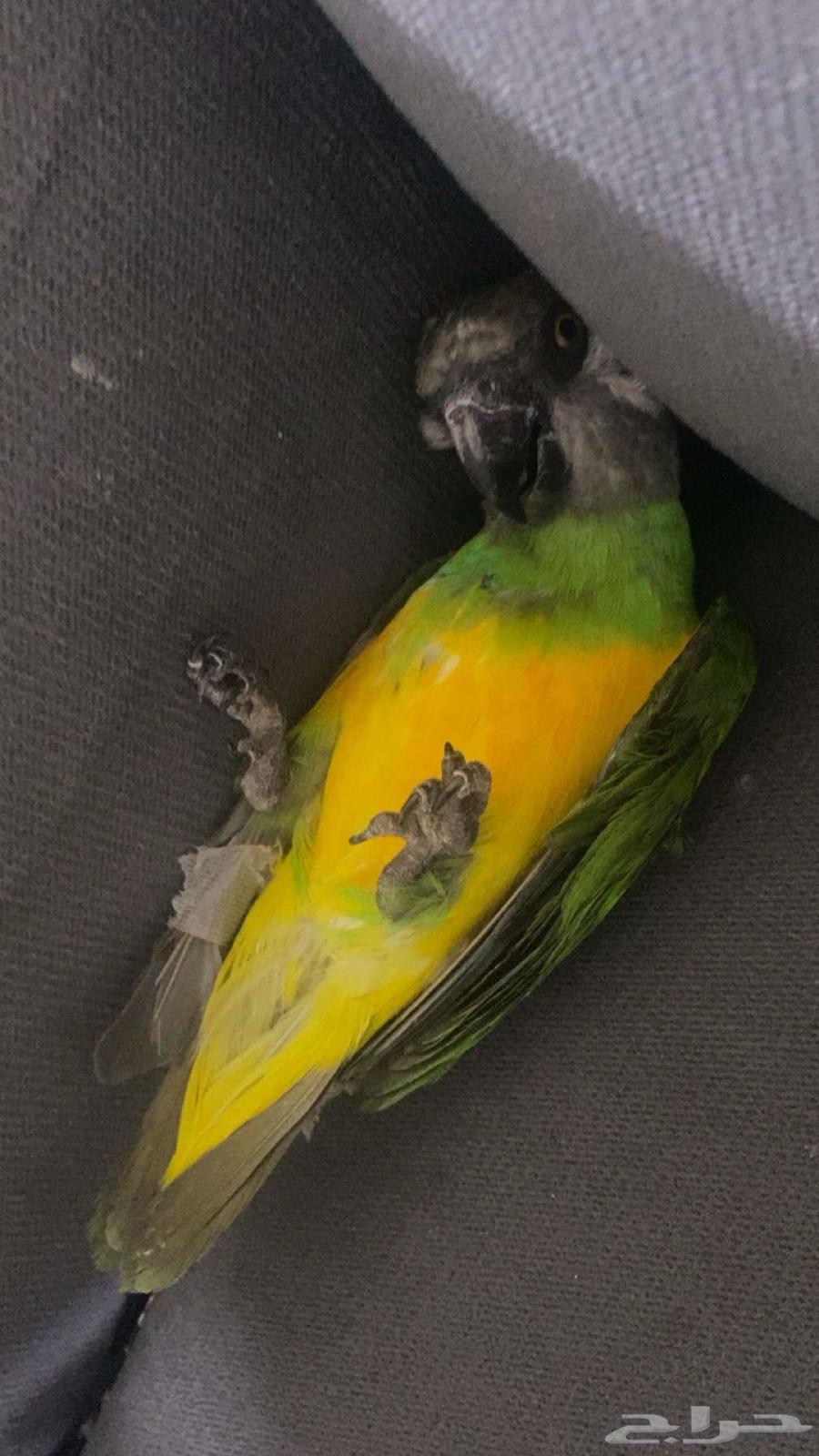 Senegalese Pet Parrot63382326622338111