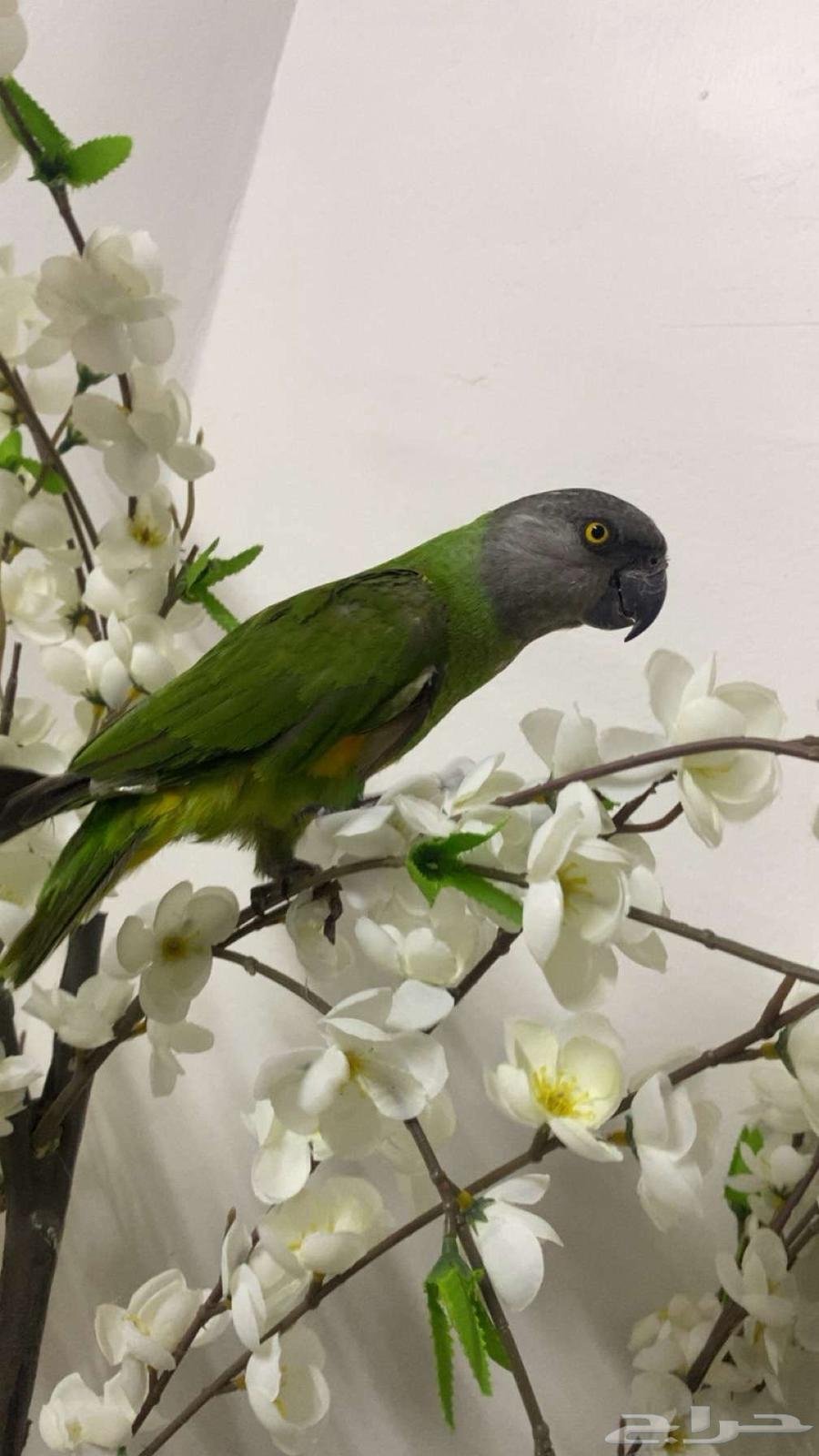 Senegalese Pet Parrot63382326622338118