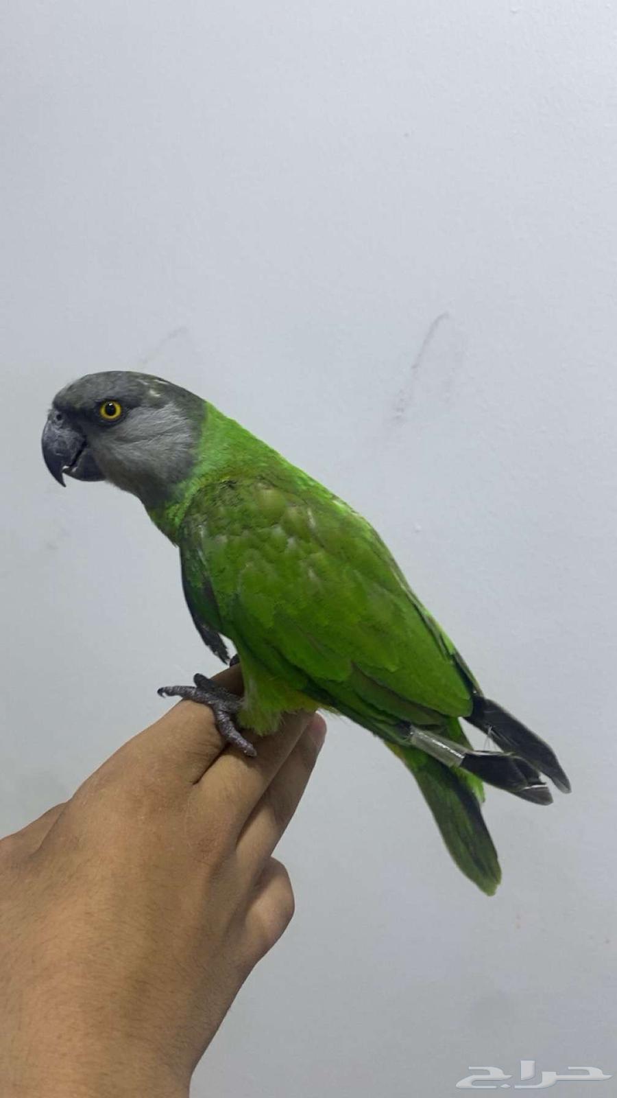 Senegalese Pet Parrot63382326622338112