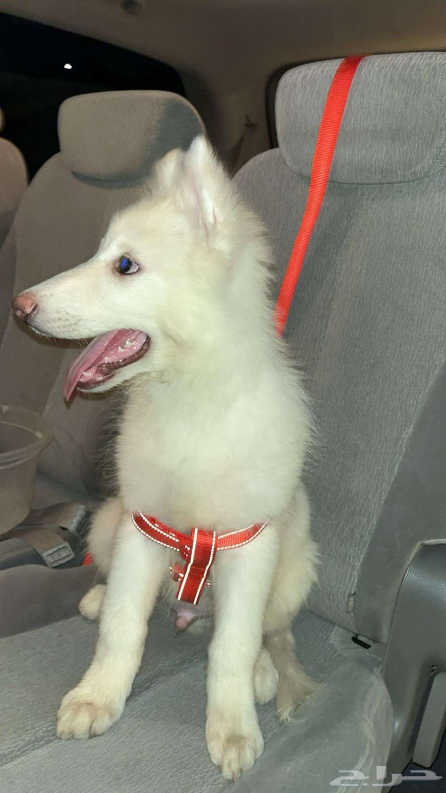 Pure husky puppy dog63382363958787111