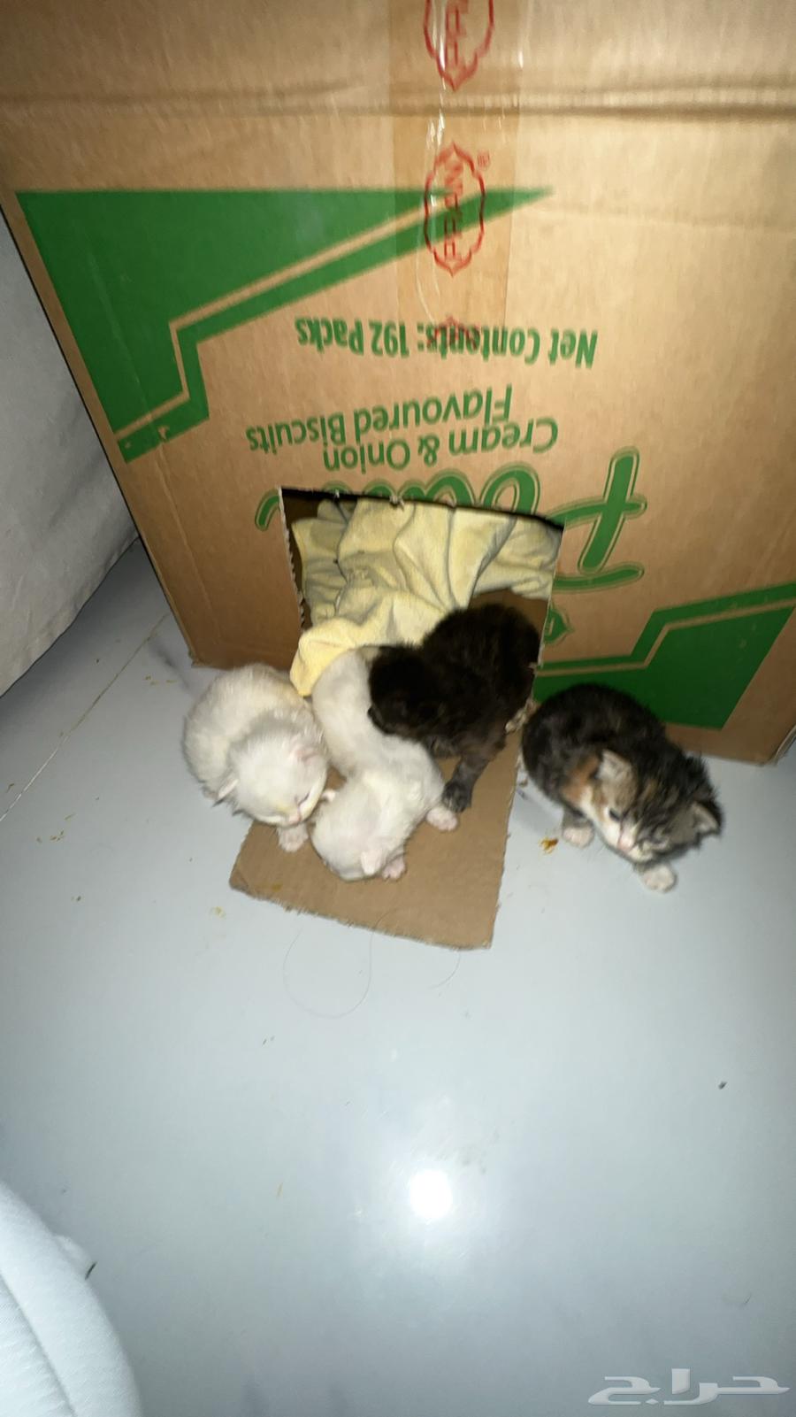 Cats are very cute63382080967938111