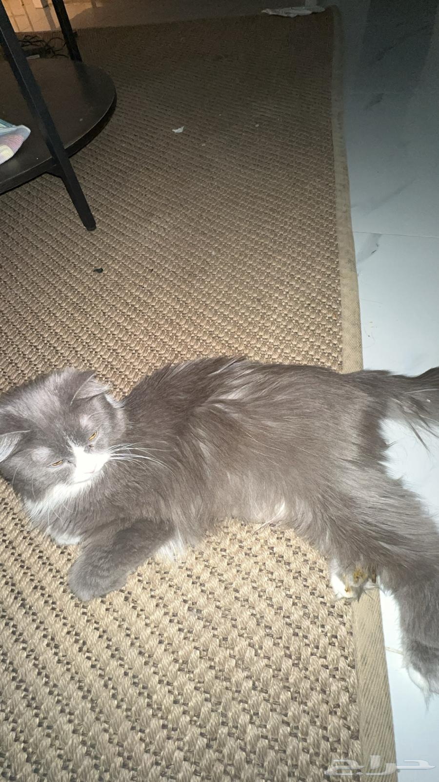 Cats are very cute63382080967938112