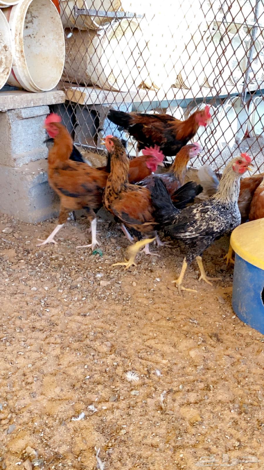 Local chicken for eating, slaughtered and ready63332938678913112