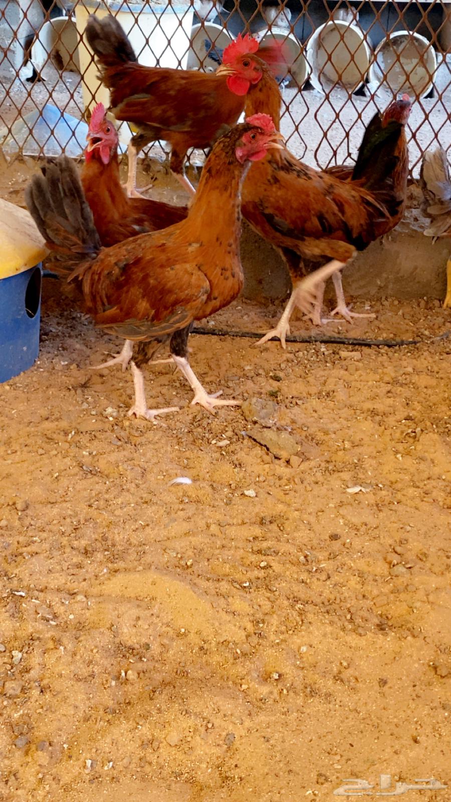 Local chicken for eating, slaughtered and ready63332938678913111
