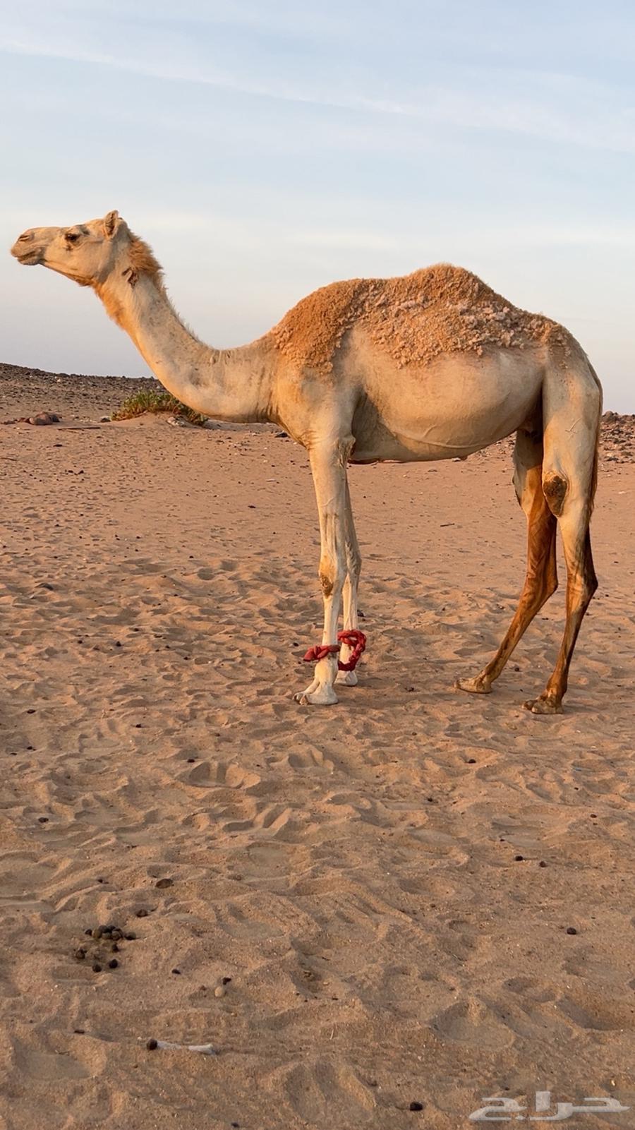 ناقه هجن بنت المتحد جمل آبن رويشد ولقحه من شاهين634377044186911116