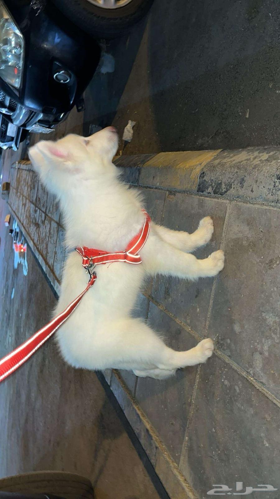 Pure husky puppy dog633823639587871126