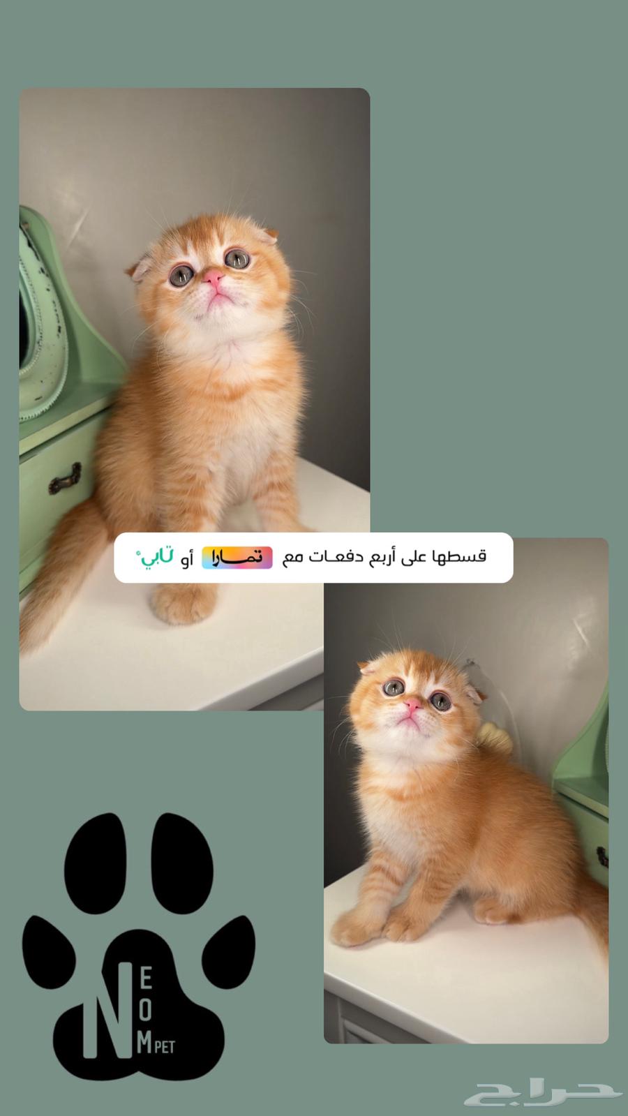قطط للبيع سكوتش فولد ستريت شورت هير شيرازي انثى ذكر قطه بسه63618292522113111