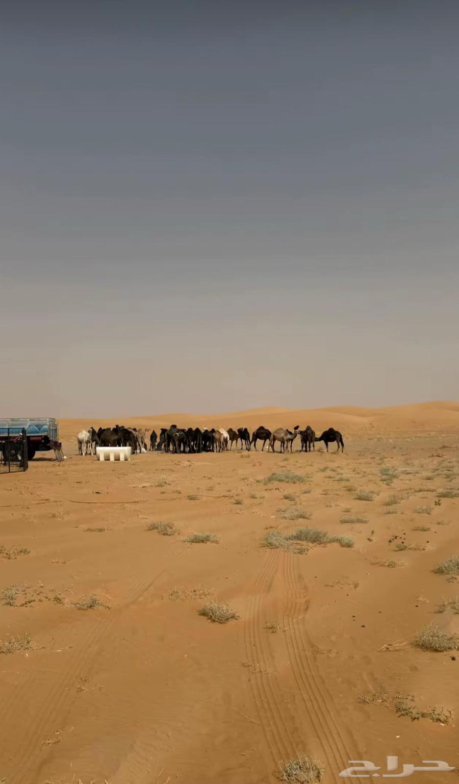 جمس على حالت الصور كل شي واضح سكر في ماء لا احد ينشد وش فيه63437607233281112