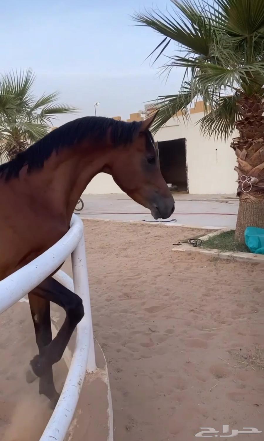 خيل شعبي63117800696193114