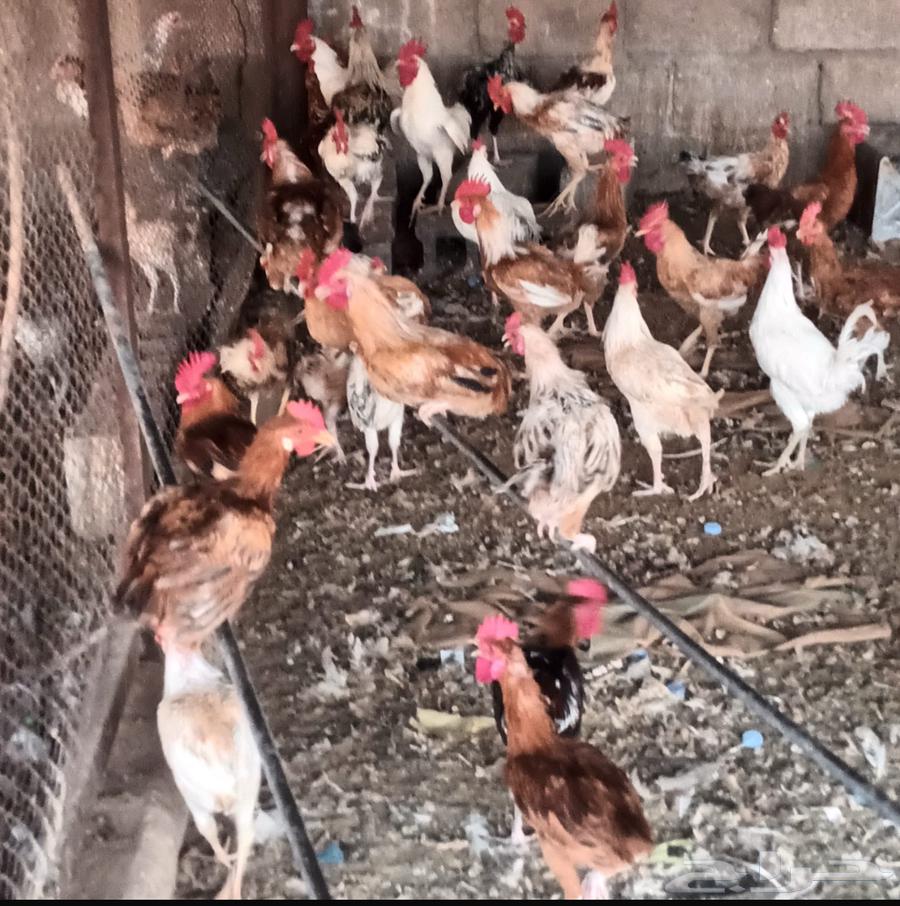Local rooster for sale63618288985603111