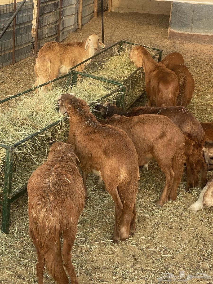 Sukak meat for sale63618190613507113