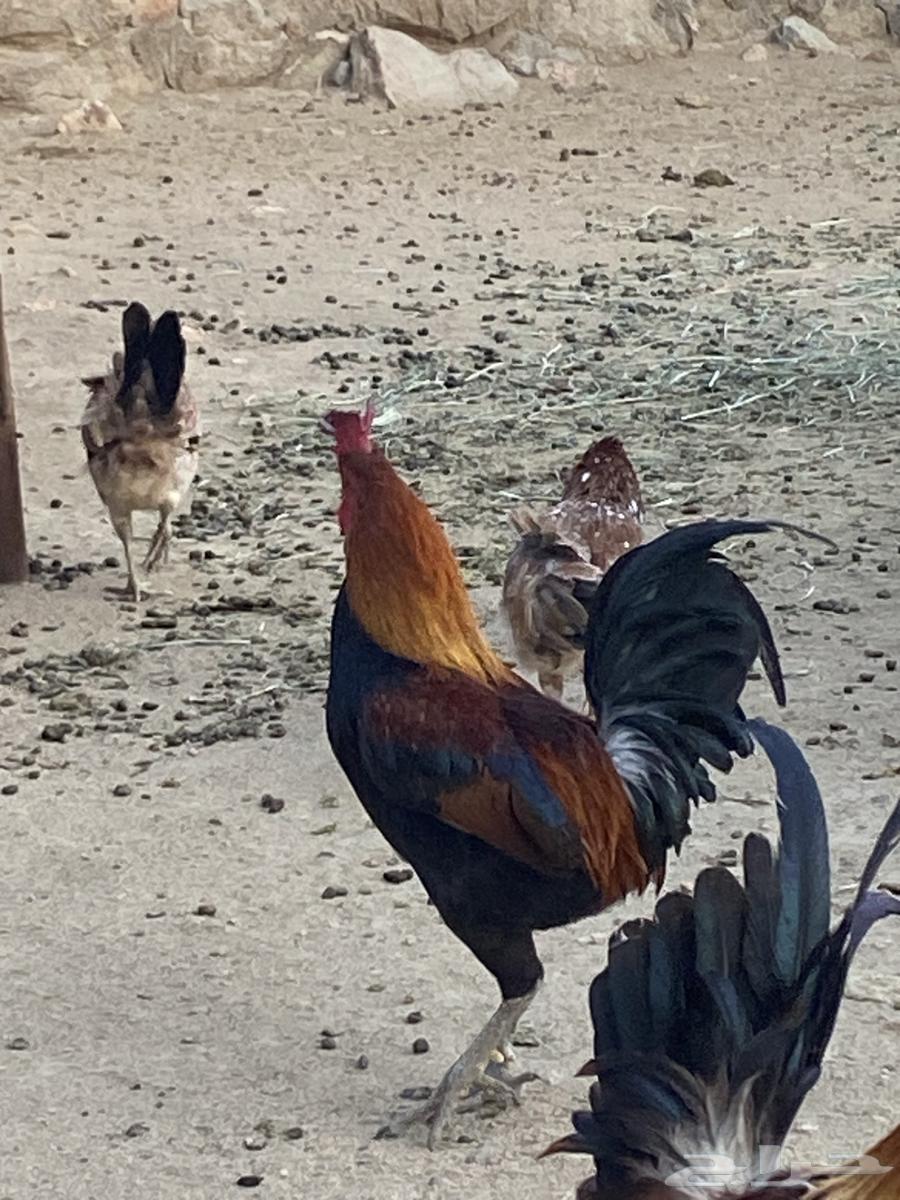 Arabian rooster with crown63618290209410111