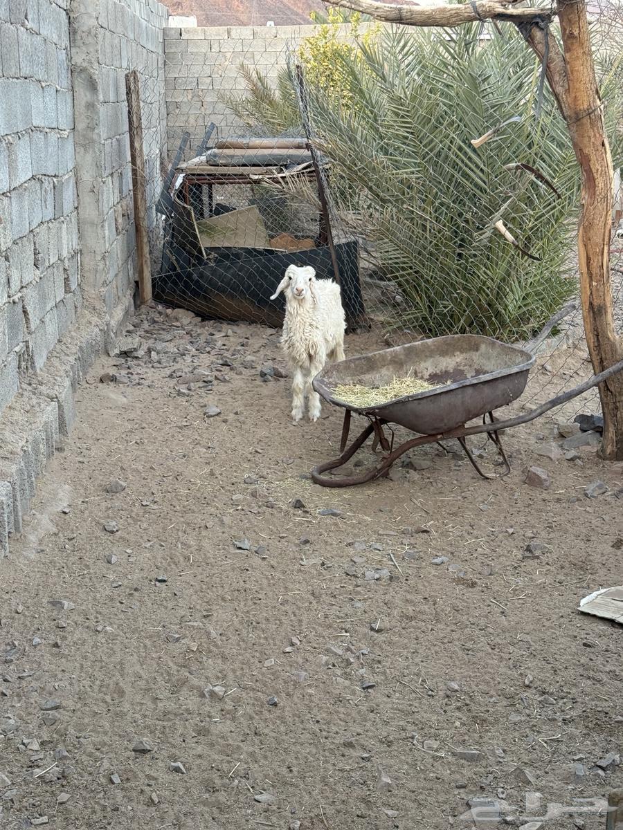 خروف للبيع عمره 7 شهور63618286659843112