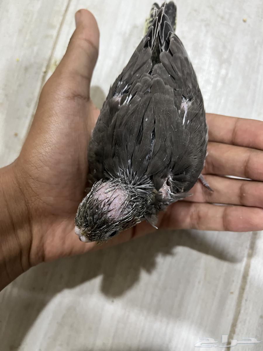 كروان فرخ تم البيع63618295092355111