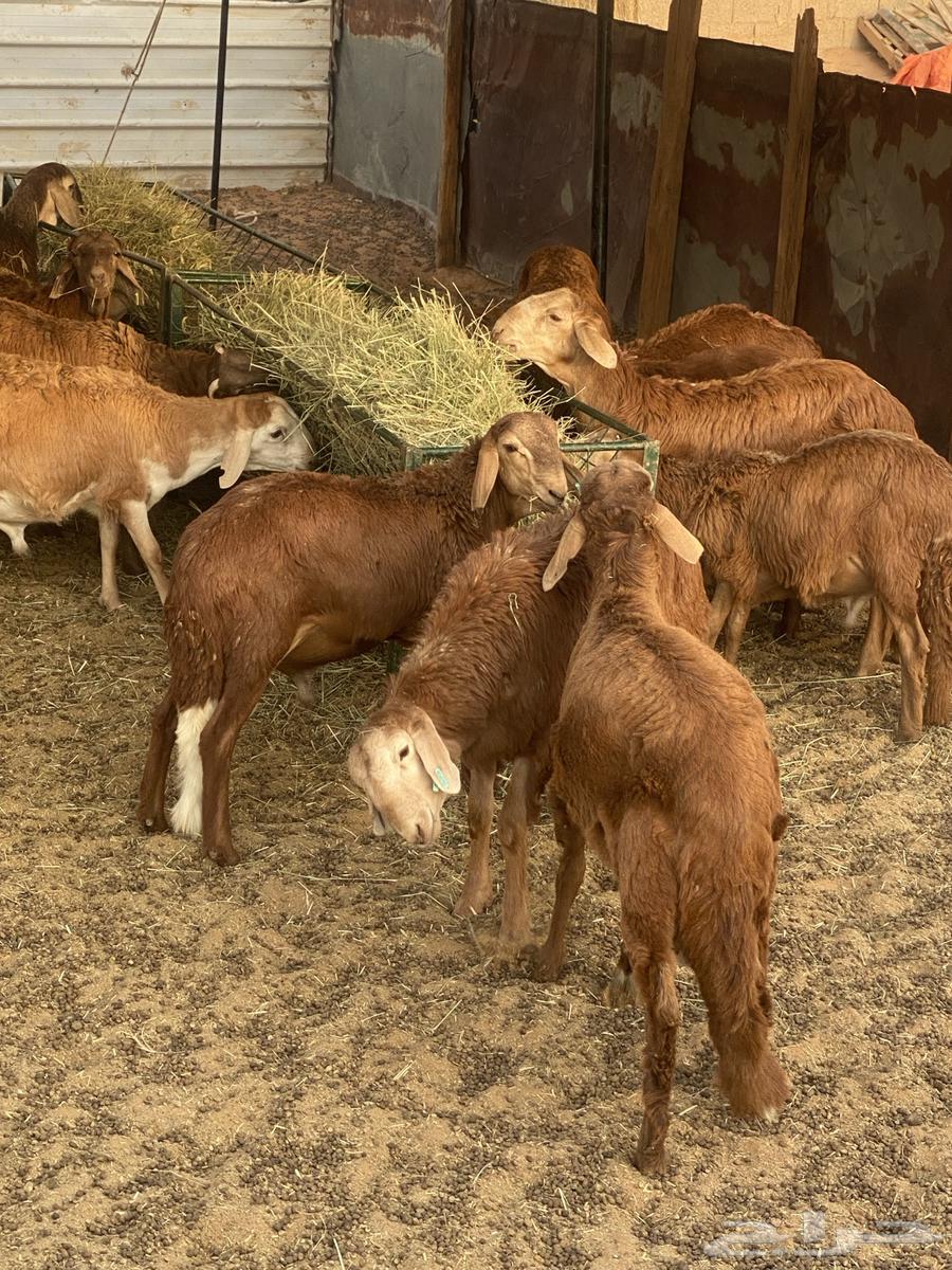 Sukak meat for sale63618190613507111