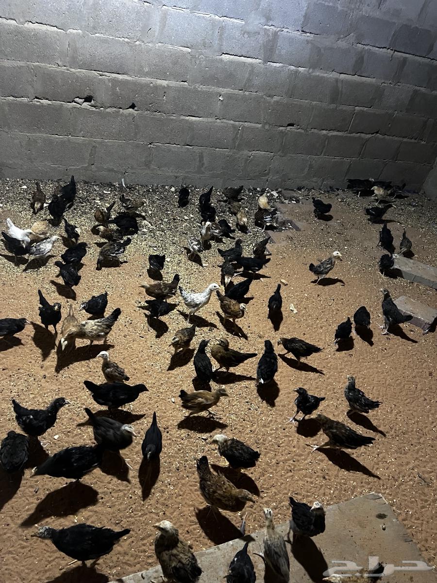 صوص63382656972802113
