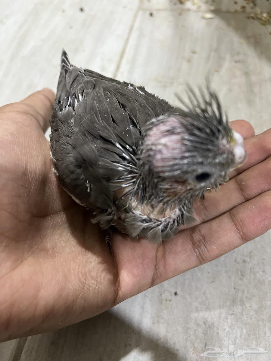 كروان فرخ تم البيع63618295092355112