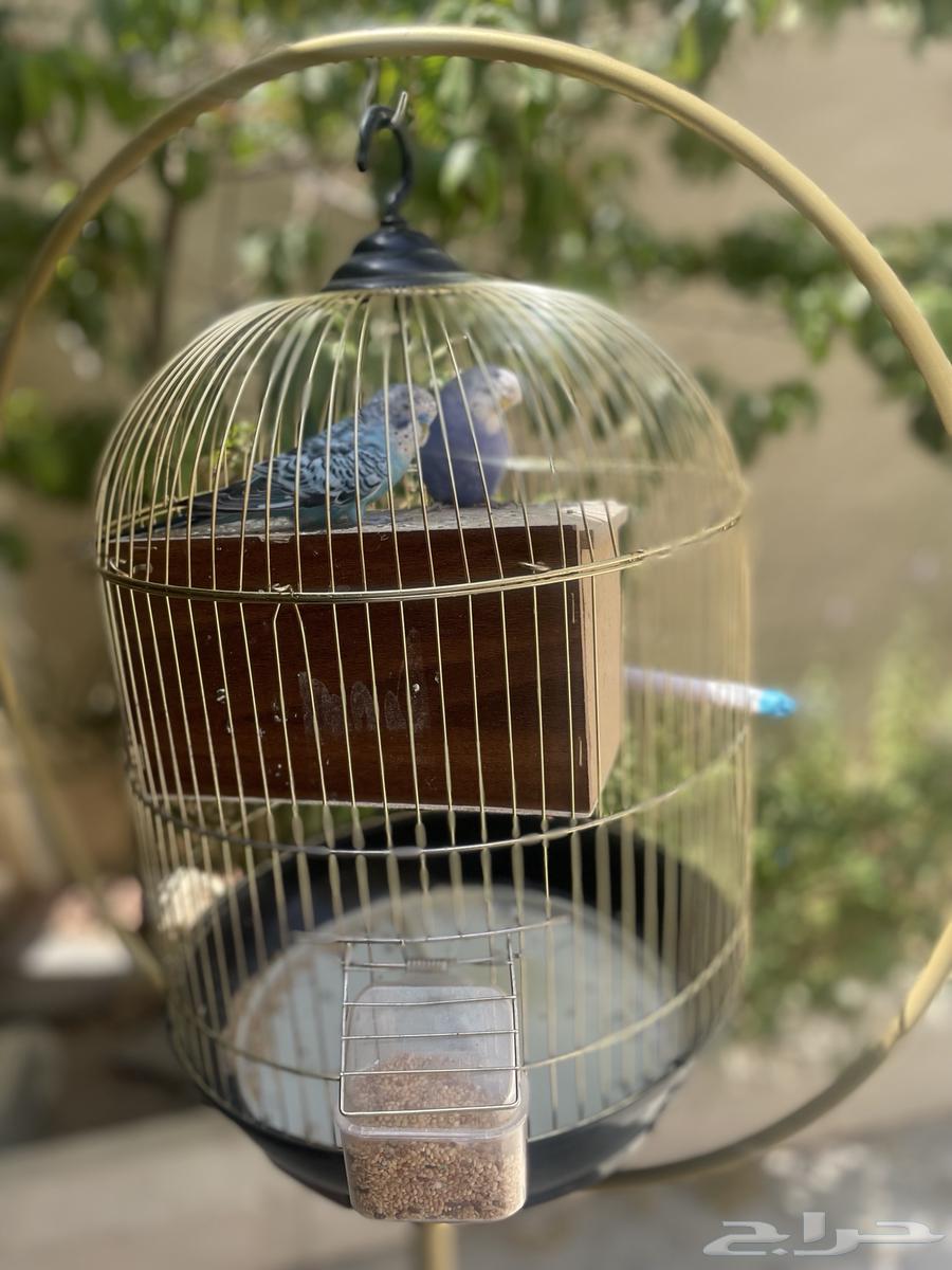 طيور الحب زوج بادجي63381682562179112