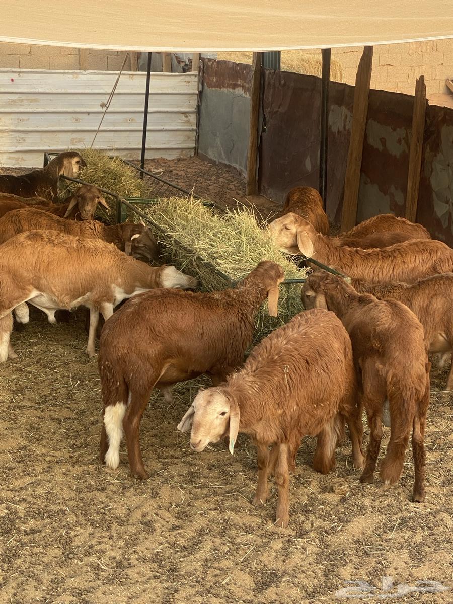 Sukak meat for sale63618190613507114