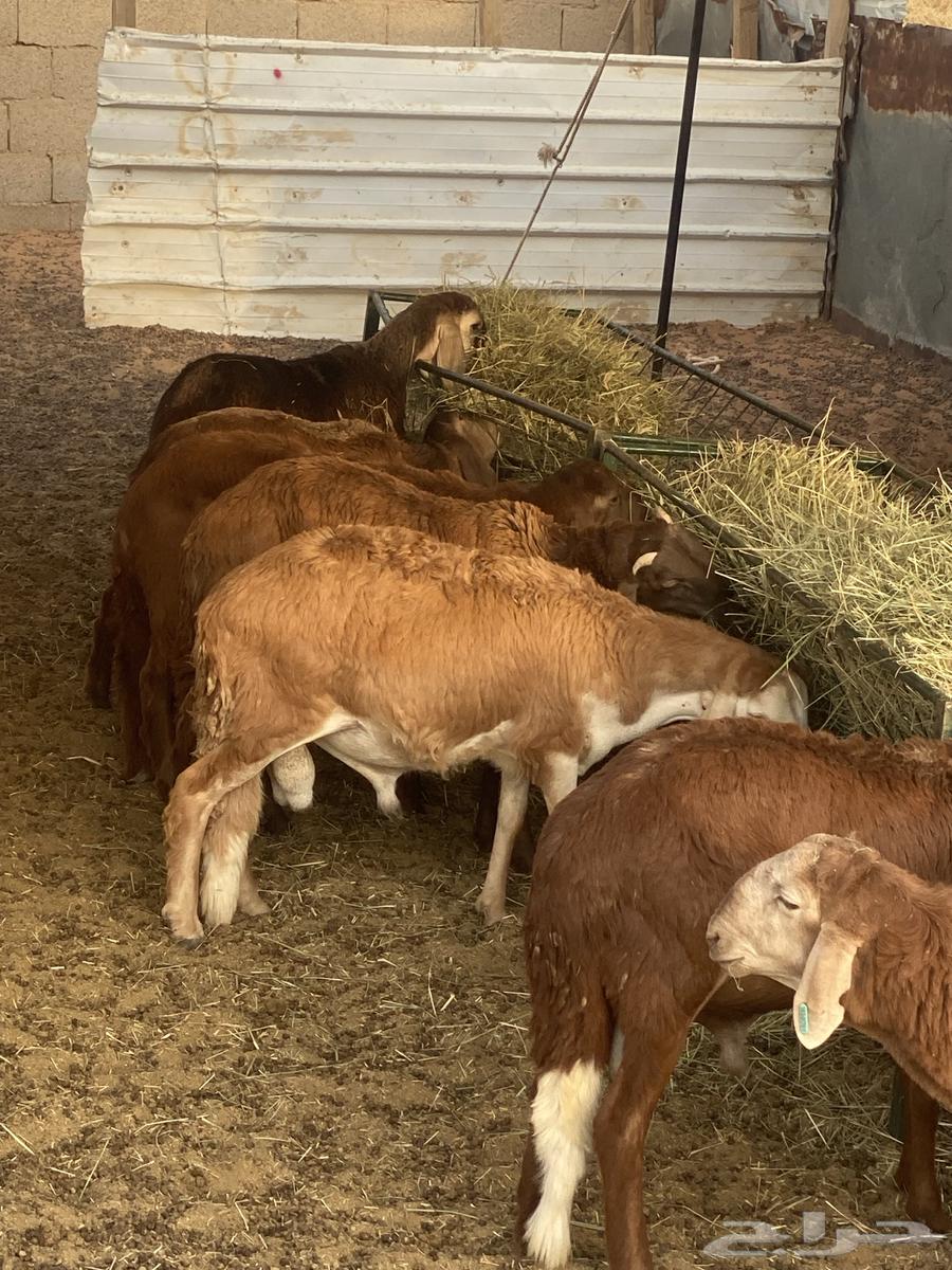 Sukak meat for sale63618190613507112