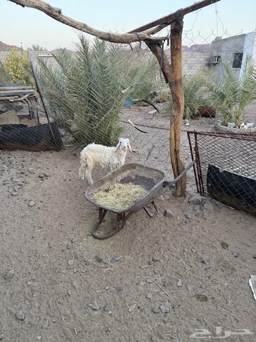 خروف للبيع عمره 7 شهور63618286659843111