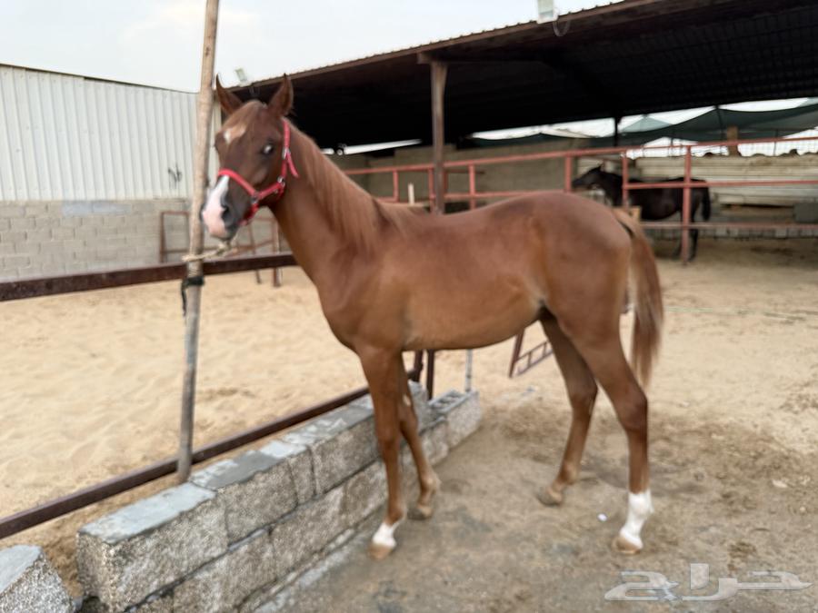 Beautiful and noble folk colt63381300126721111