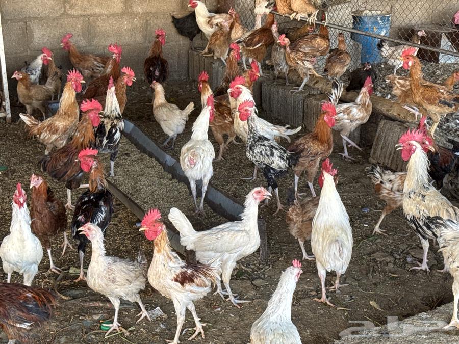 Local rooster for sale63618288985603112