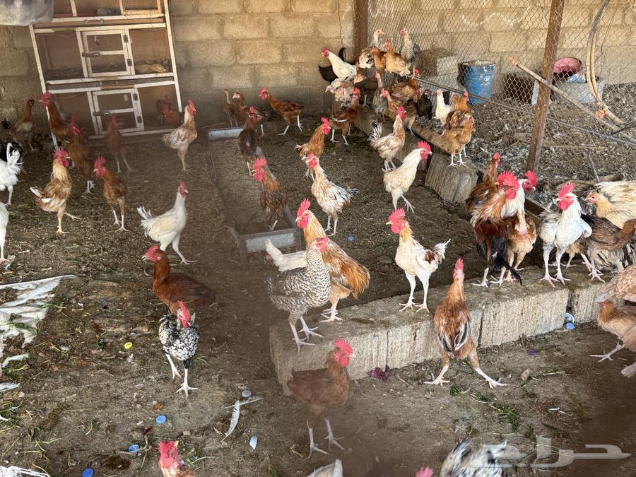 Local rooster for sale63618288985603113