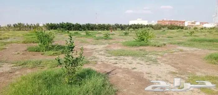 A luxurious farm for sale in the northeast of Jeddah63381197466754113