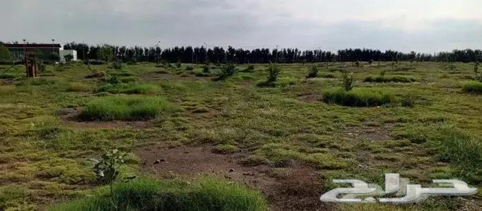 A luxurious farm for sale in the northeast of Jeddah63381197466754112