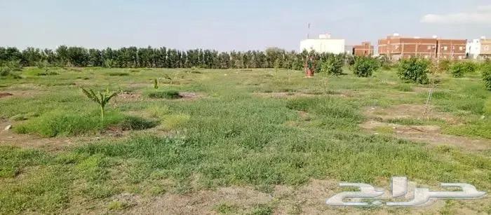 A luxurious farm for sale in the northeast of Jeddah63381197466754111