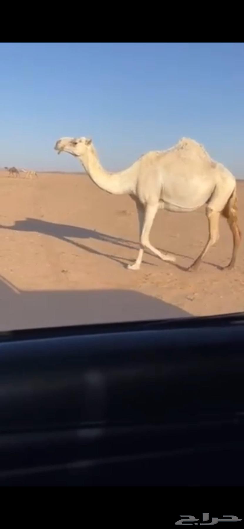 للبيع ناقه خلفه لقحه شقحاء باتليه كفو الموقع  نفي63381623792130112