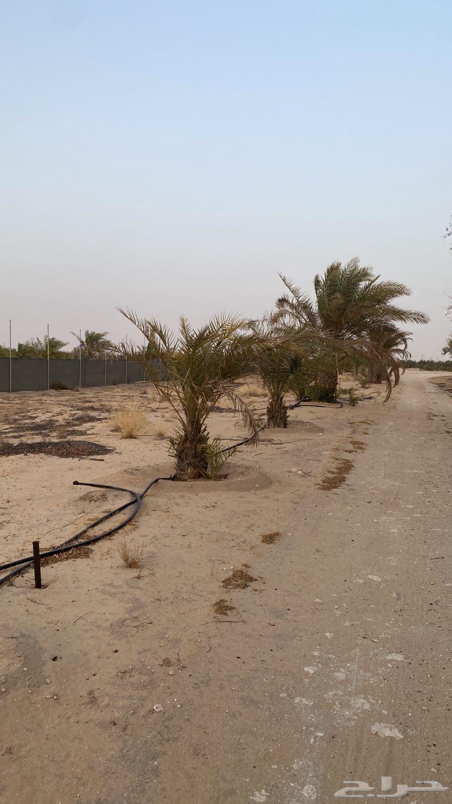 A farm for sale in Al-Jubail63381162689793114