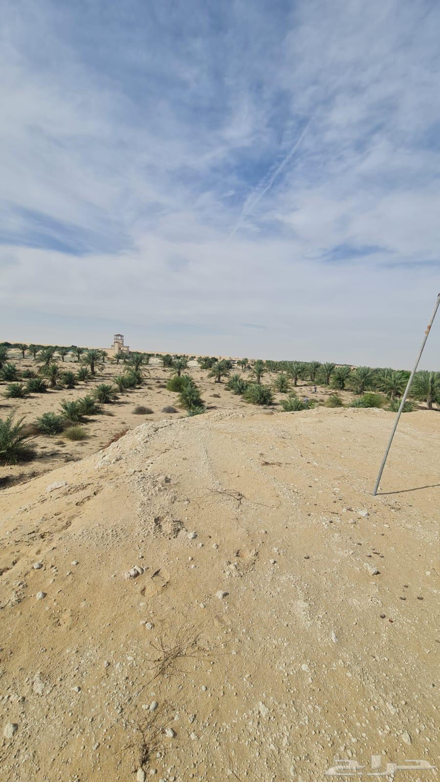A farm for sale in Al-Jubail63381162689793111