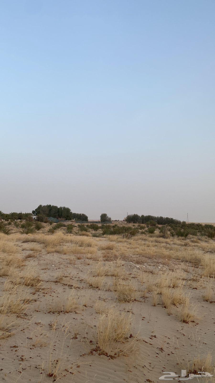 A farm for sale in Al-Jubail63381162689793112