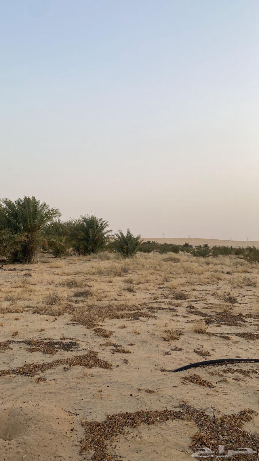 A farm for sale in Al-Jubail63381162689793113