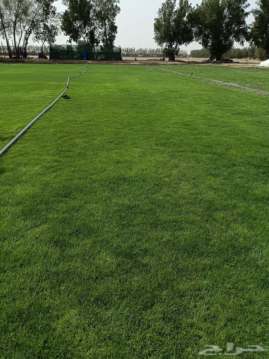 للتوصيل نجيله خضراء63381330324097111