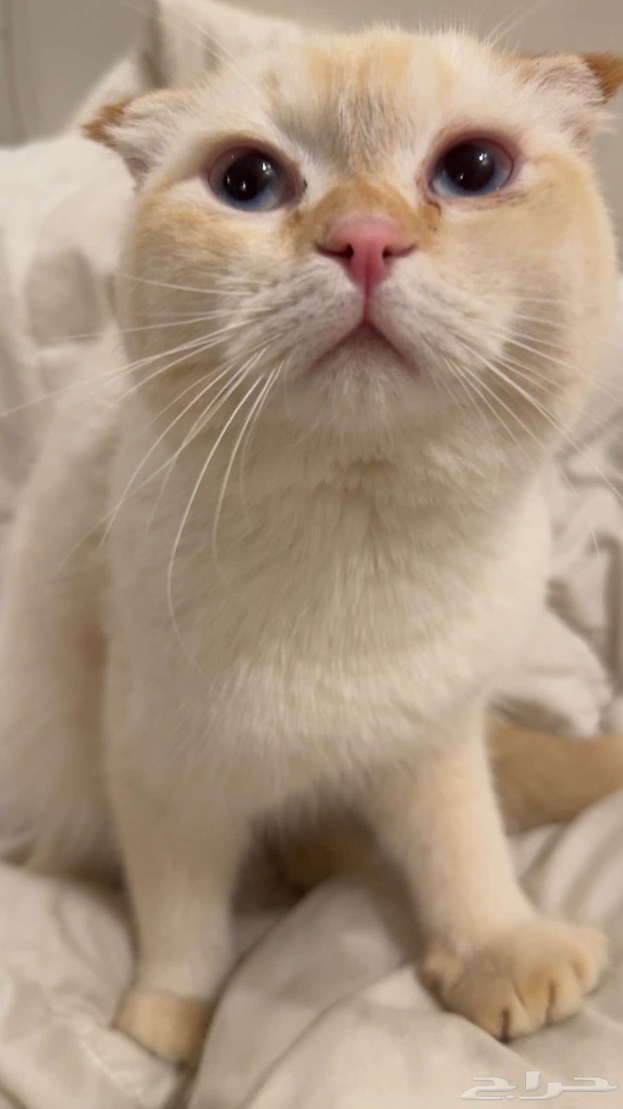 Male Scottish Cat63618379886466113