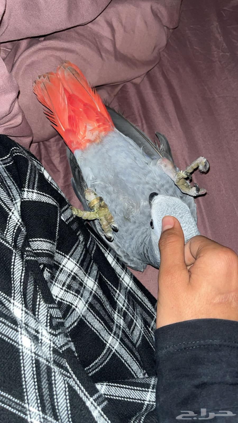 Locally bred cassock parrot, the rest of the bird is small63617975413635110