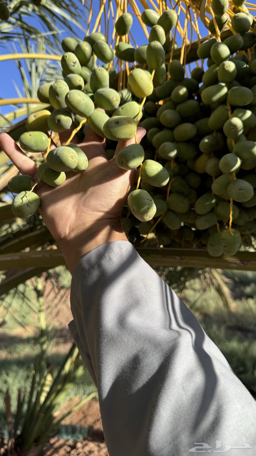 صيف مزرعة لبيع63439070200578113