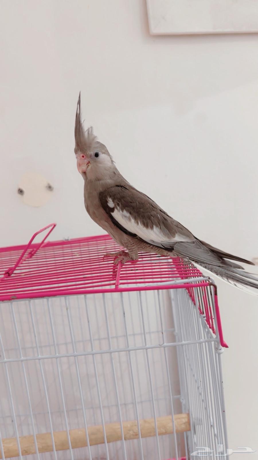 Hand-tamed indoor weaned talking crow bird with cage and food63618476098690112