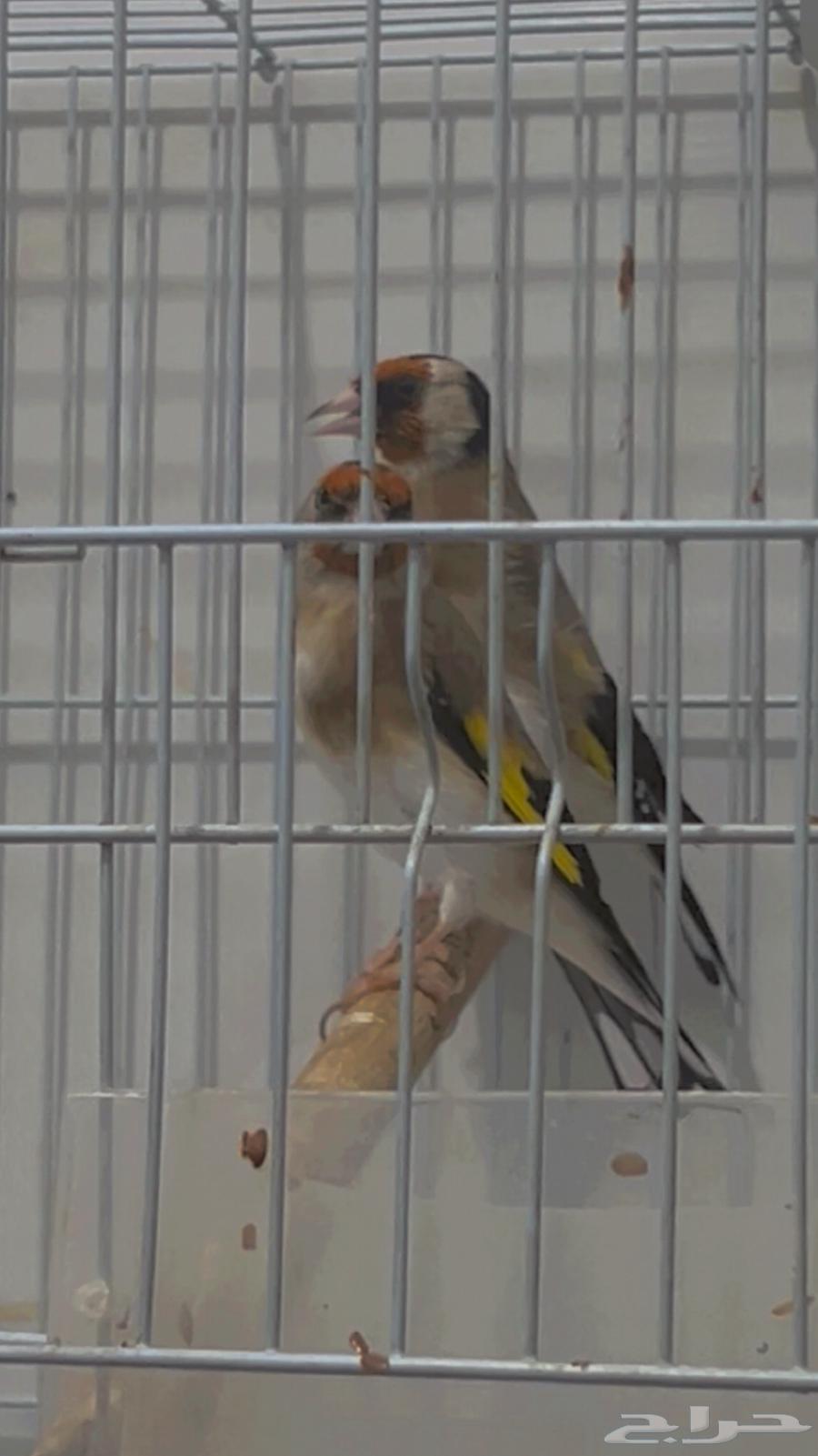 Huson's mate63618384198529111