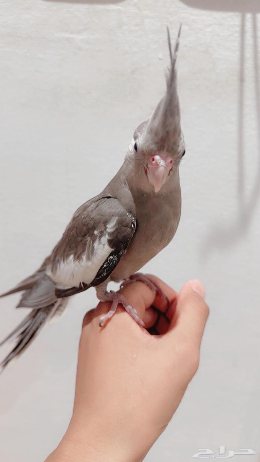 Hand-tamed indoor weaned talking crow bird with cage and food63618476098690111