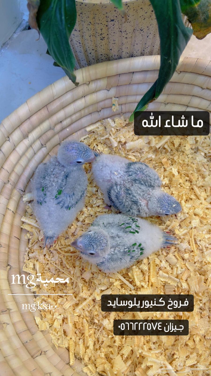 فروخ كنيور يلوسايد واناناس رد فاكتور تم البيع الله يبارك63618380820483111