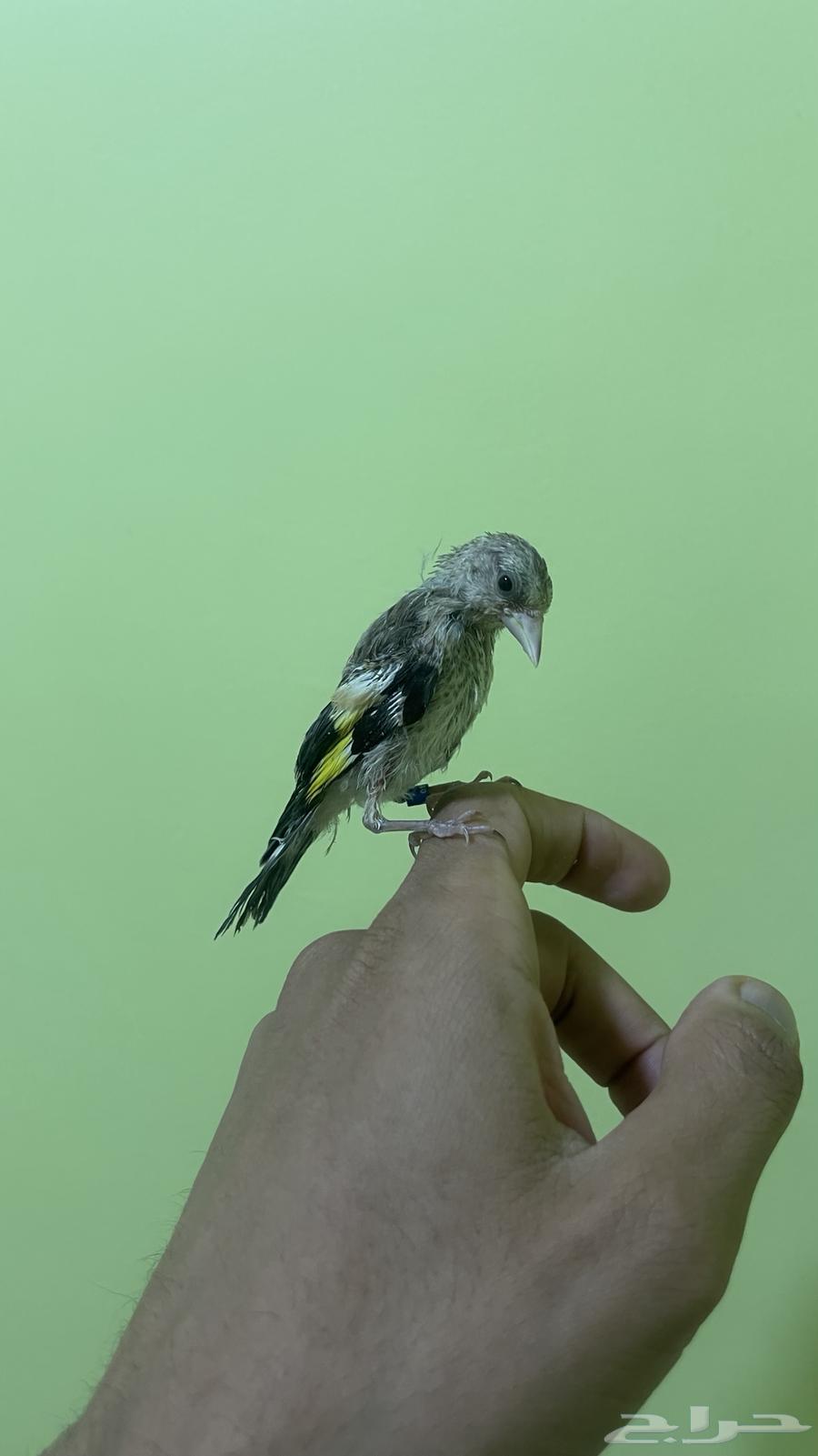 فرخ حسون63618492082946111