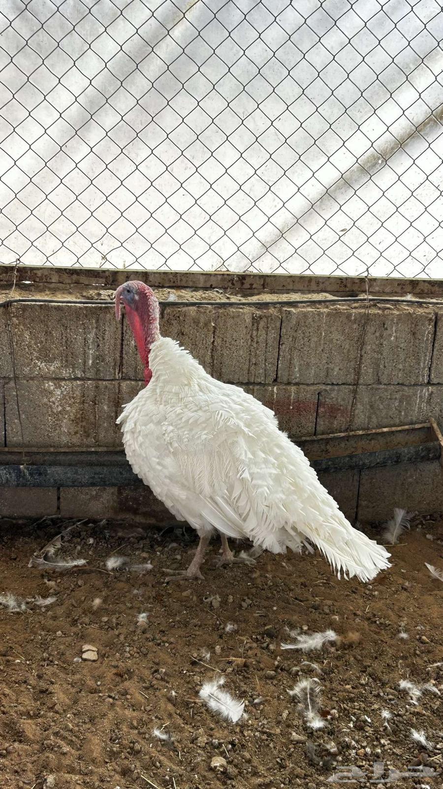 Turkey63618380910082111