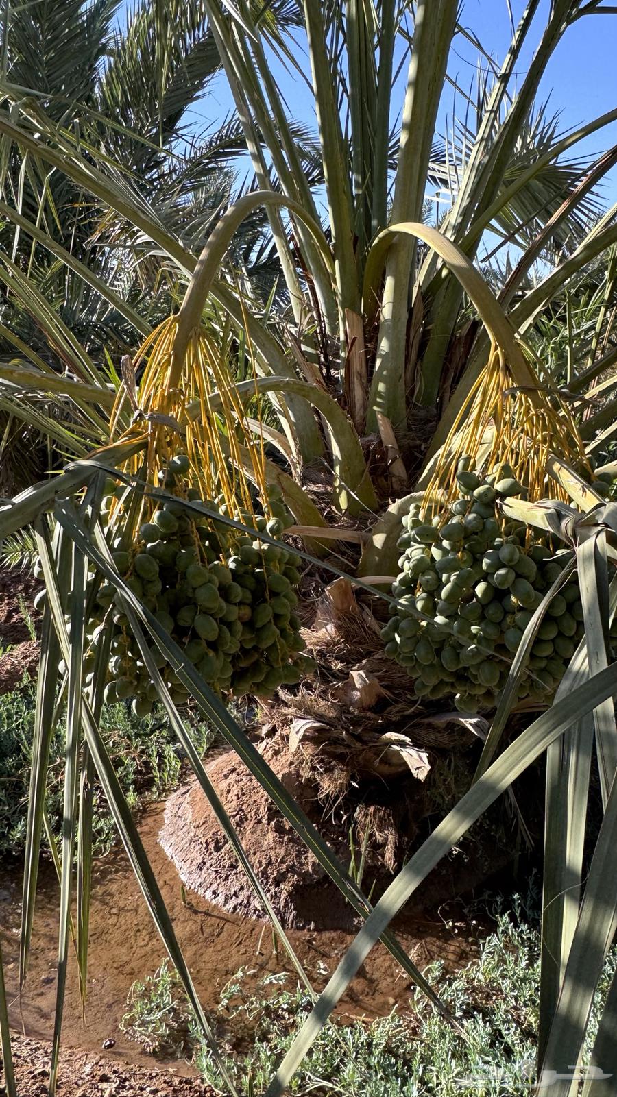 صيف مزرعة لبيع63439070200578114
