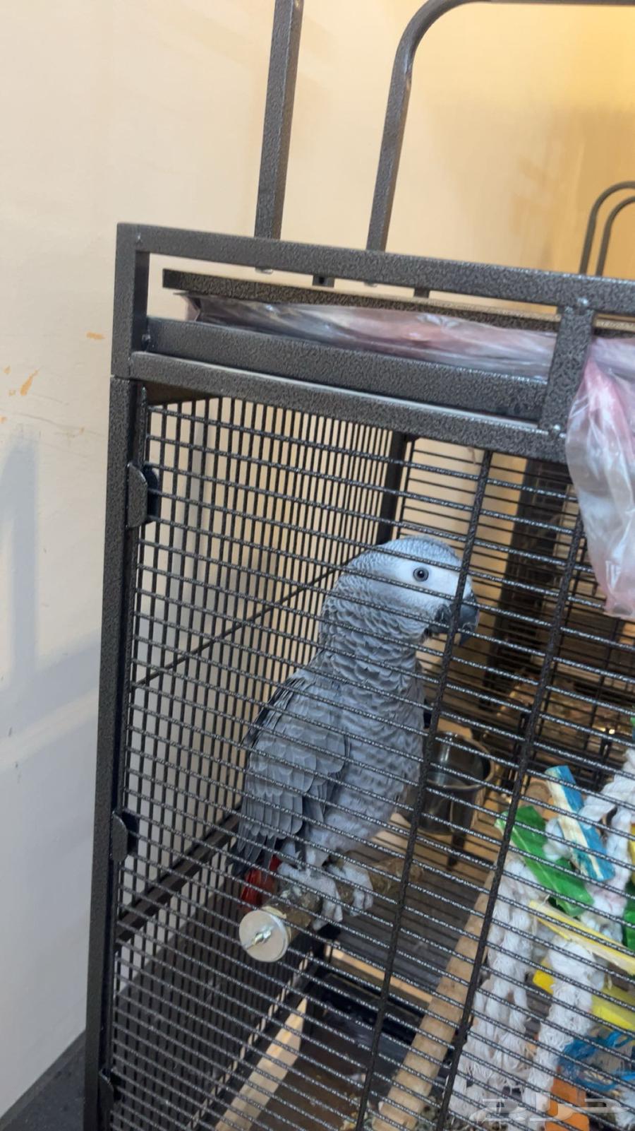 Locally bred cassock parrot, the rest of the bird is small63617975413635112
