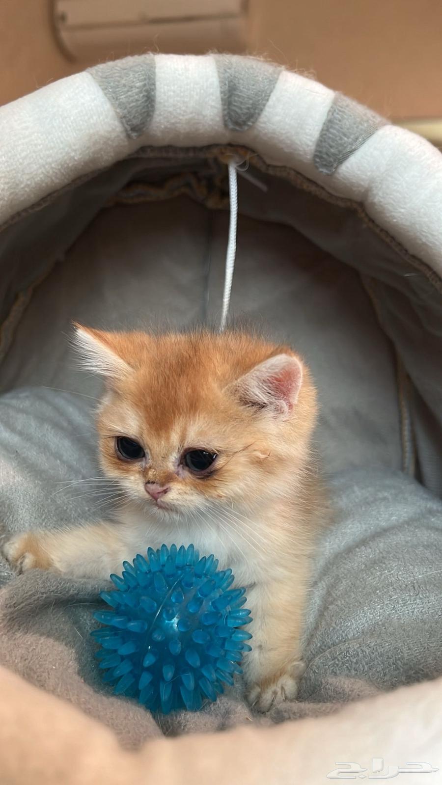 Scottish kittens for sale63618475956482112